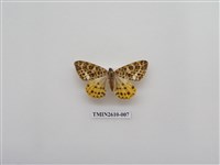 藏品(尺蛾125)的圖片